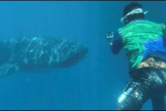 532 workers affected by whale shark watching ban in Bohol get aid