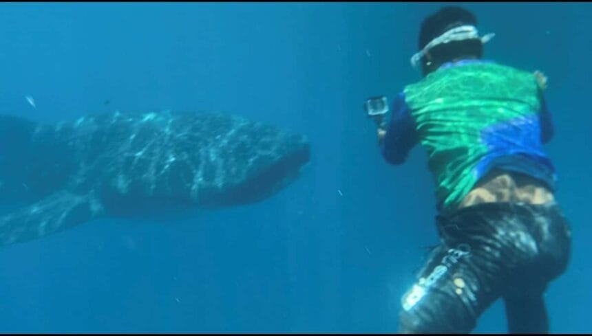 532 workers affected by whale shark watching ban in Bohol get aid