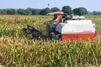 NFA plans to buy corn from local farmers by 2026