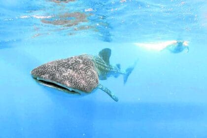 P5.3-M aid to workers affected by whale shark watching ban