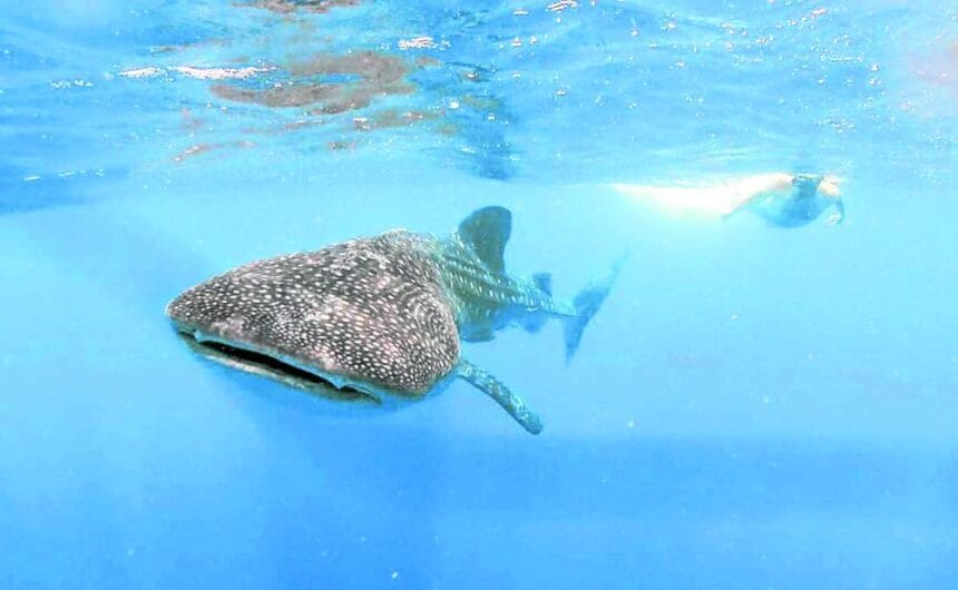 P5.3-M aid to workers affected by whale shark watching ban