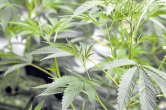 P6.9-M marijuana uprooted in Kalinga