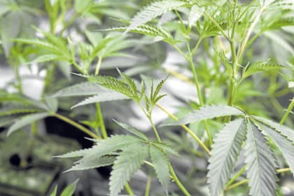 P6.9-M marijuana uprooted in Kalinga