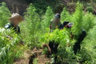 P8.4-M worth of marijuana plants destroyed in 2-day Kalinga operation