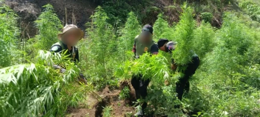 P8.4-M worth of marijuana plants destroyed in 2-day Kalinga operation