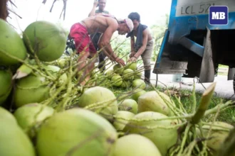 PBBM approves revised Coconut Farmers and Industry Development Plan