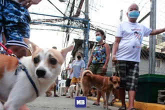 Senators urge PhilHealth to improve anti-rabies coverage