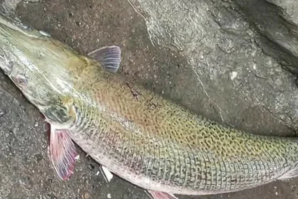 Taguig LGU issues warning after alligator gar spotted in a barangay