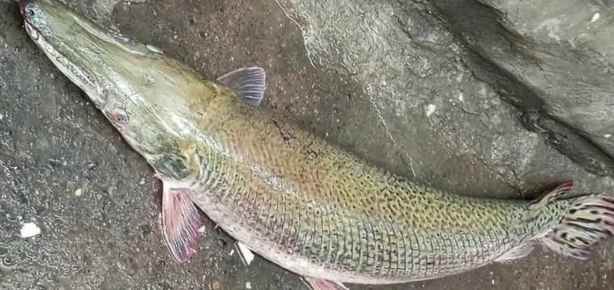 Taguig LGU issues warning after alligator gar spotted in a barangay