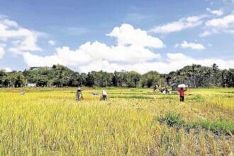 800 farmers to benefit from P970 million Bohol irrigation project