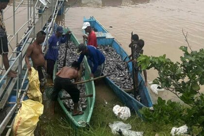 Crising, habagat leave PH with P96.90M in agri damage so far