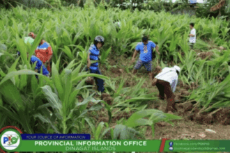 Dinagat farmers get 59,000 new coconut seedlings