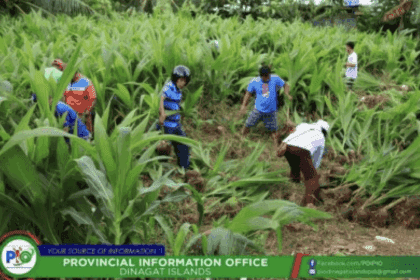 Dinagat farmers get 59,000 new coconut seedlings