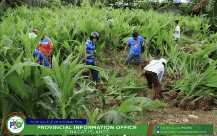 Dinagat farmers get 59,000 new coconut seedlings