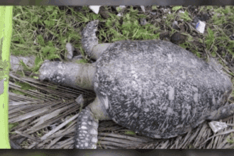 Marine turtle found dead in coastal area in Antique