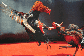 Napolcom gets feelers linked to missing sabungeros case