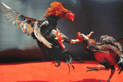 Napolcom gets feelers linked to missing sabungeros case