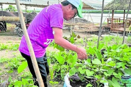 Over 4.37M households grow food in backyard gardens