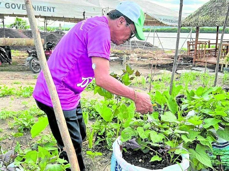 Over 4.37M households grow food in backyard gardens