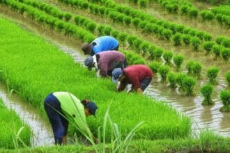 Prioritize rice tariff law amendments – Las Piñas lawmaker