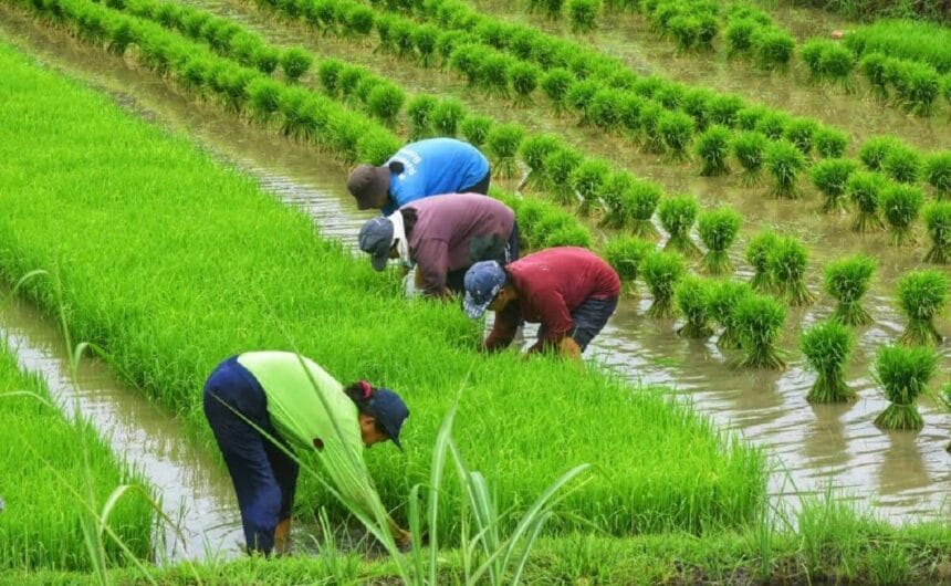 Prioritize rice tariff law amendments – Las Piñas lawmaker