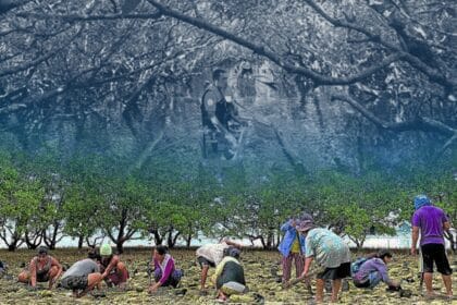 Protect coastal towns, enforce mangrove rules—Oceana