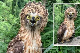 Rescued Philippine serpent eagle in Bicol now under DENR's care