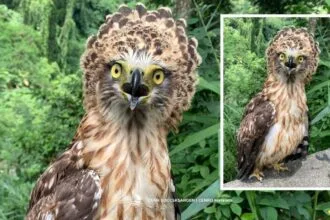 Rescued Philippine serpent eagle in Bicol now under DENR's care