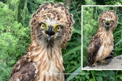 Rescued Philippine serpent eagle in Bicol now under DENR's care