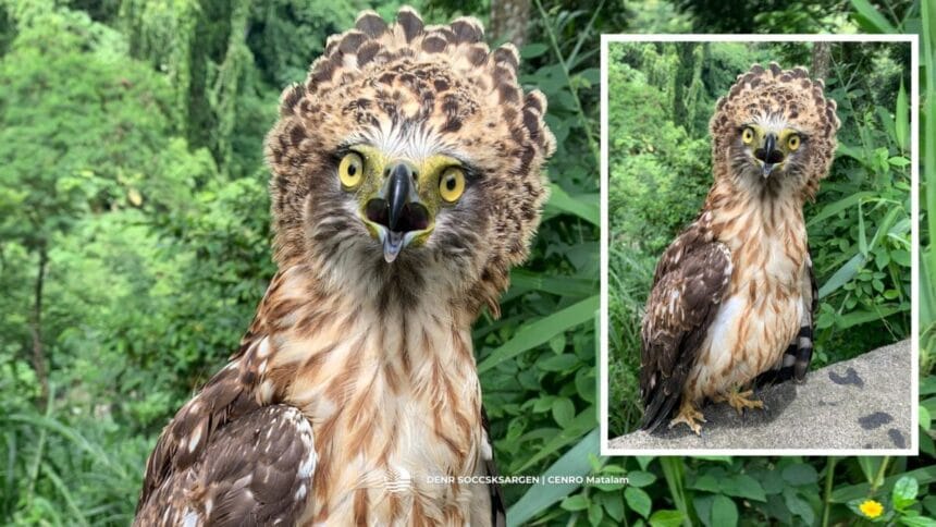 Rescued Philippine serpent eagle in Bicol now under DENR's care