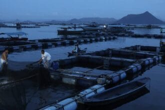 Tawilis prices in `all-time low' P100/kg amid Taal search