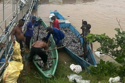 Thousands of kilos of Malaga fish forcibly harvested after Crising