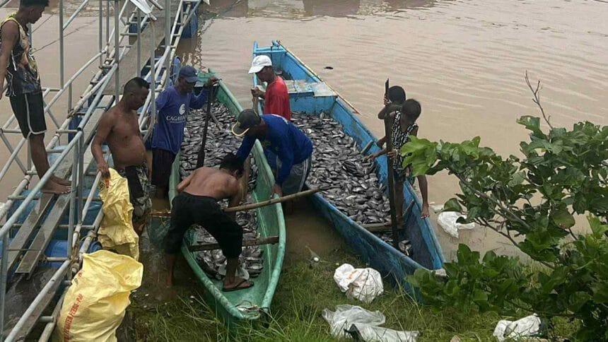 Thousands of kilos of Malaga fish forcibly harvested after Crising