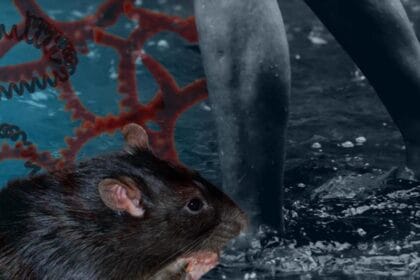 8 DOH provincial hospitals open leptospirosis fast lanes