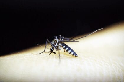 Benguet logs 74% drop in dengue cases