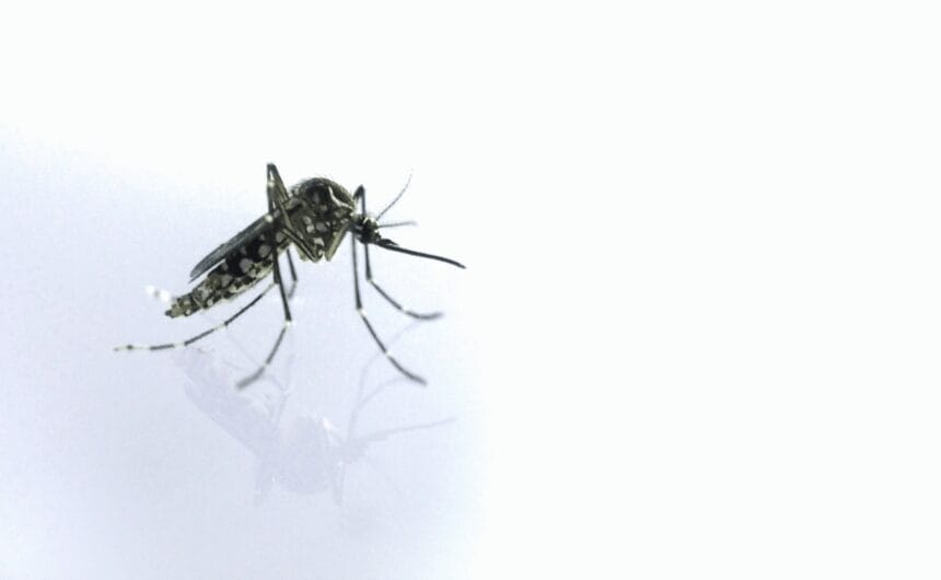 Dengue cases down 32% in July but public warned to stay alert