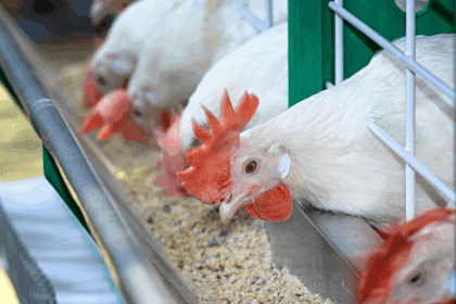 Farmers group sounds alarm on shortage of poultry inputs