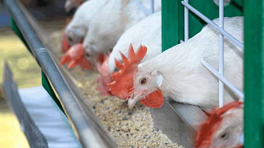 Farmers group sounds alarm on shortage of poultry inputs