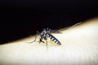 Negros Occidental capital posts 2 dengue deaths in July