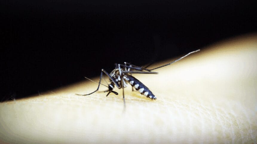 Negros Occidental capital posts 2 dengue deaths in July