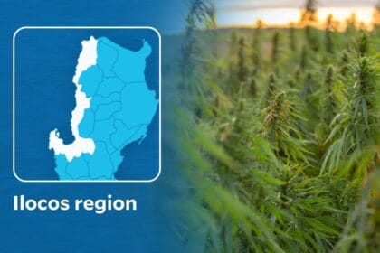 PDEA destroys 5 marijuana plantations in Ilocos Sur