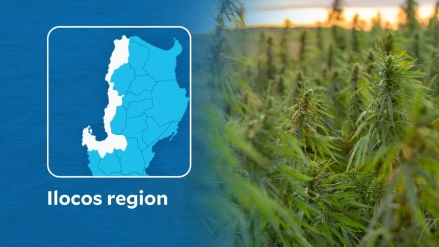 PDEA destroys 5 marijuana plantations in Ilocos Sur
