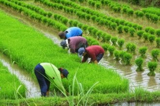 PH the most dangerous place in Asia for farmers, IPs