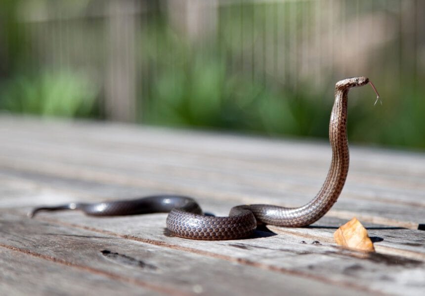 Snake discovered, caught at Villamor Air Base