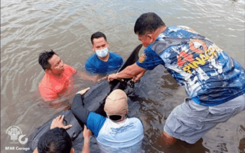Stranded whale rescued in Agusan del Norte