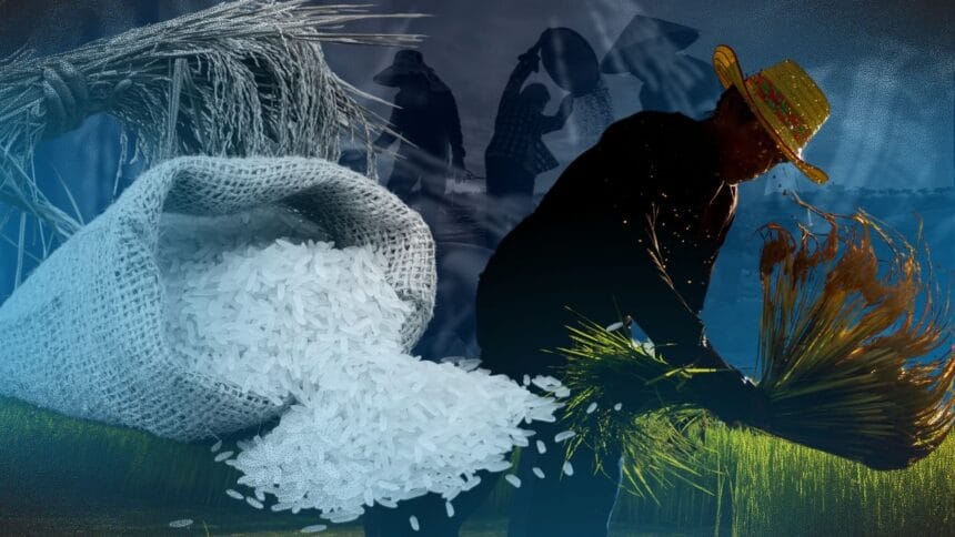 Why rice import suspension won’t be enough for PH farmers