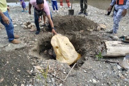 Critically endangered hawksbill sea turtle found dead in Bohol town