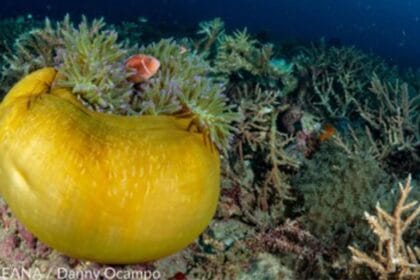 Marcos declares protected areas in Tarlac, Southern Leyte