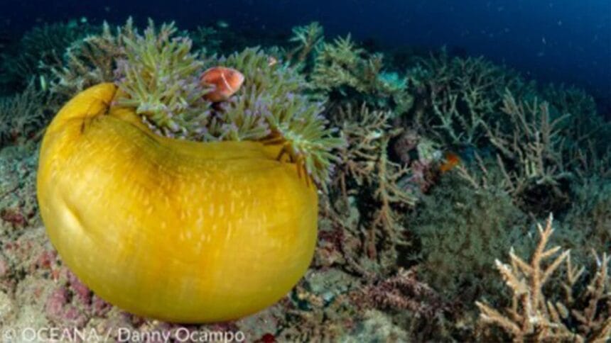 Marcos declares protected areas in Tarlac, Southern Leyte