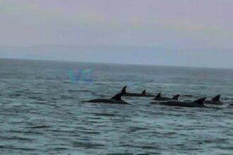 Pod of dolphins thrills fishermen, residents in Eastern Samar